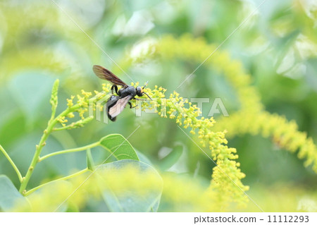 生物昆蟲Akazuji搖籃，一個強大但不起眼的蜜蜂 11112293