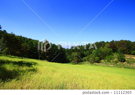 Lush prairie 11112305