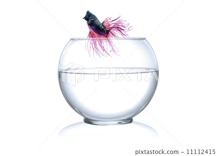 Runaway a  Fighting Fish jumping out of fishbowl isolated on white background. 11112415