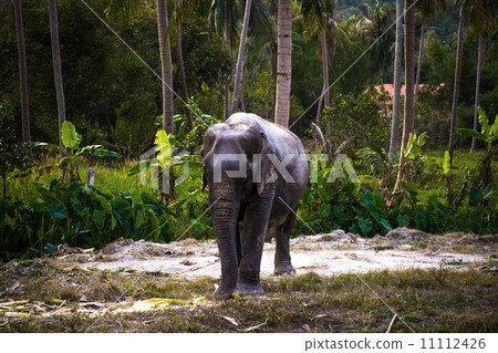 asian elephant in jungle forest. Thailand 11112426