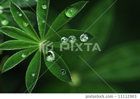 Ding Danshu Ding Danshu 11112903