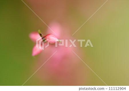 Mizuhiki's flower Mizuhiki's flower 11112904