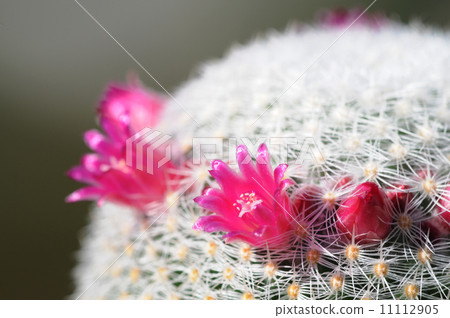 Cactus flower 11112905