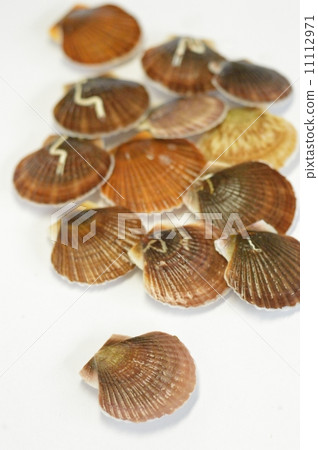 Scallop shellfish 11112971