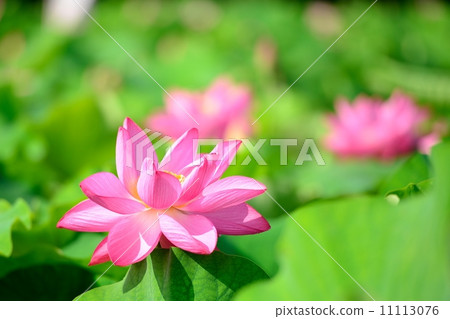 蓮花 11113076