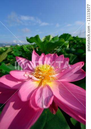 蓮花 11113077