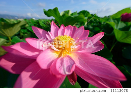 蓮花 11113078
