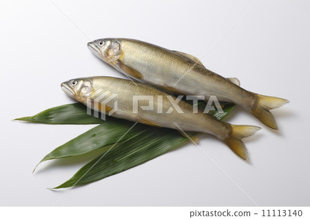 Natural Ayu 11113140