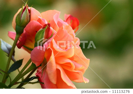 Rose flower «Disney land rose» 11113276