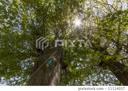 Zelkova 11114037