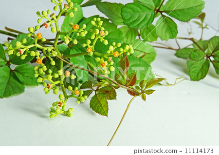 Yakugarashi 11114173