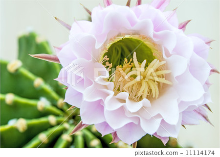 macro of a cactus bloom 11114174