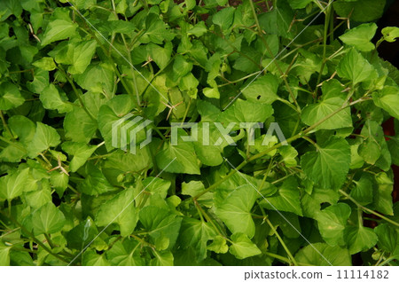 Tachibushikubisu的葉子在6月 Tachibushikubisu的葉子在6月 11114182