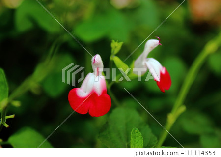 Salvia·Microfila Hot·Lips 11114353
