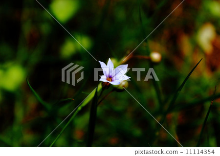  Niwazeki Show (Garden Iris) 11114354
