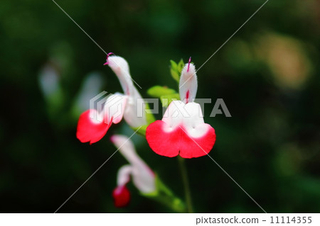 Salvia·Microfila Hot·Lips 11114355