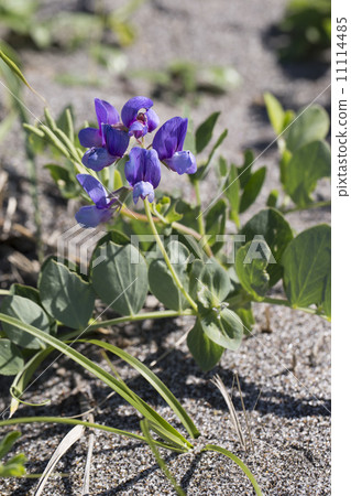 Hama Endo Hama Endo 11114485