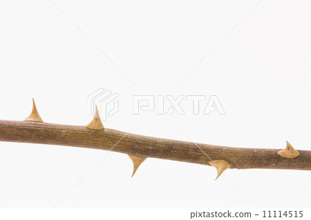 thorn 11114515