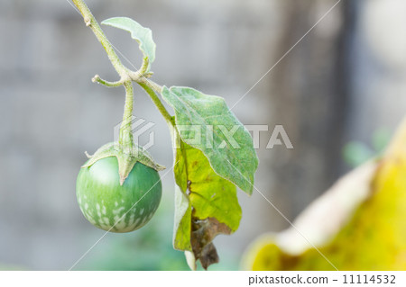 Solanaceae Solanaceae 11114532