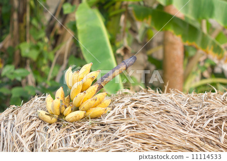cluster of banana cluster of banana 11114533