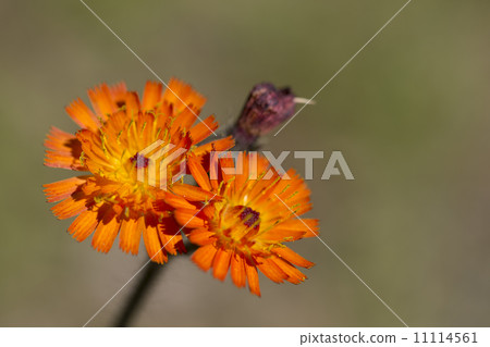 Coulin dandelion 11114561