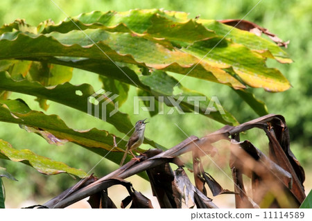 黃腹Prinia 11114589