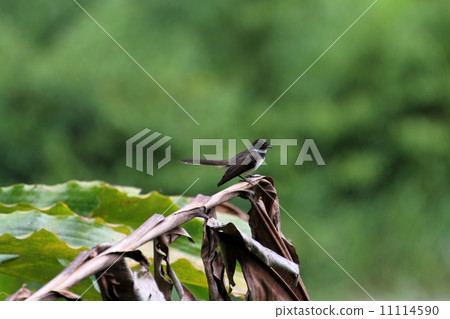 Pied Fantail（Muna Obsidian） 11114590