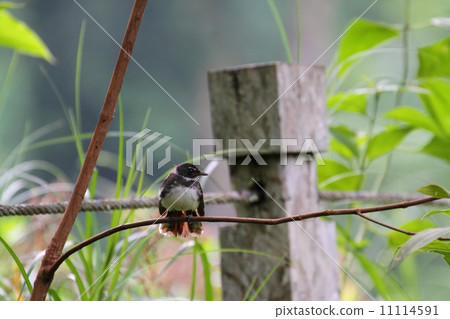 Pied Fantail（Muna Obsidian） 11114591