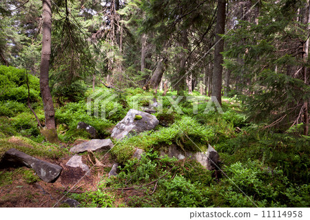 Old forest in the mountain - stones, moss and pine trees. Old forest in the mountain - stones, moss and pine trees. 11114958