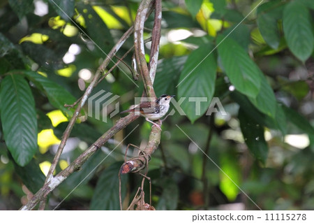 Striped Wren-Babbler（Shirafasaiti Chimedri） 11115278