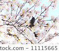 Brown eared brown cherry tree 11115665