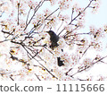 Brown eared brown cherry tree 11115666