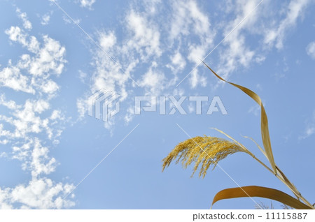 Autumnal day snow skiing 11115887