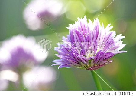 Blooming chive 11116110