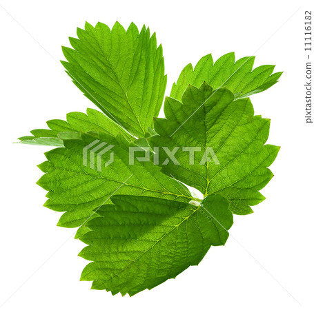Strawberry leaf isolated on white background 11116182