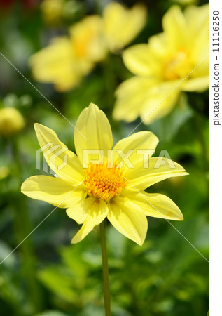 Dahlia flower 11116250