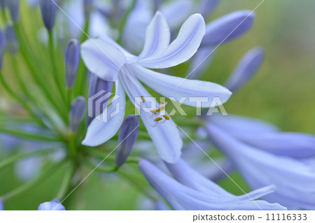  Agapanthus 11116333