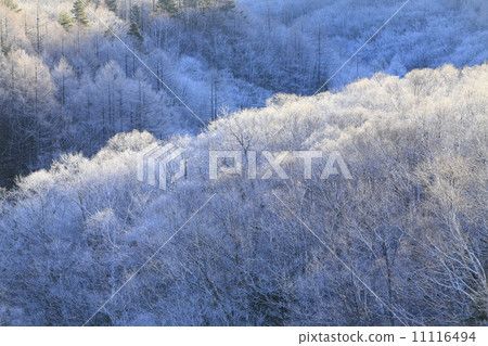 在Yachiho高原的早晨有霧冰 11116494