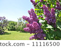 Lilac 11116500