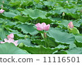 Lotus flower  11116501