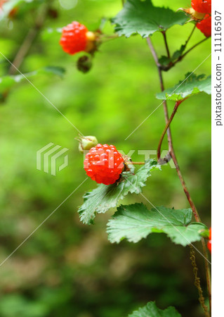 Wild Strawberries  11116507