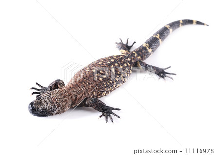 tiger salamander tiger salamander 11116978