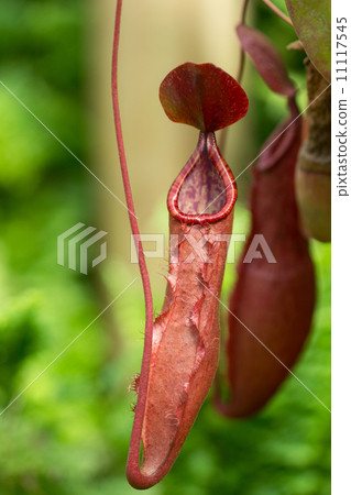 Ugubon Kuzura Ugubon Kuzura 11117545