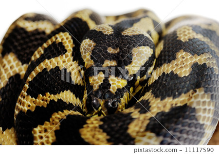 Pastel snake Pastel snake 11117590