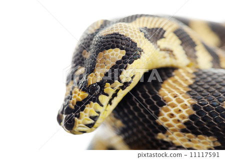 Pastel snake Pastel snake 11117591