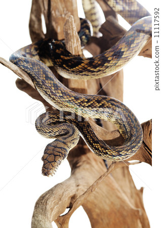 Pastel snake Pastel snake 11117592