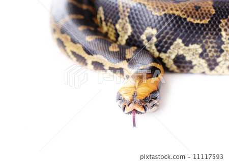 Pastel snake Pastel snake 11117593