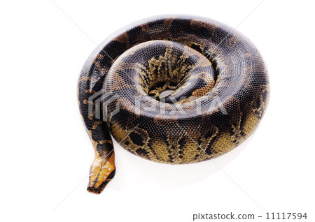 Pastel snake Pastel snake 11117594
