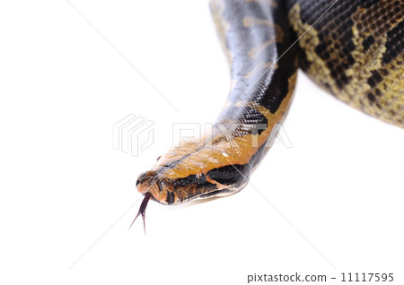Pastel snake 11117595