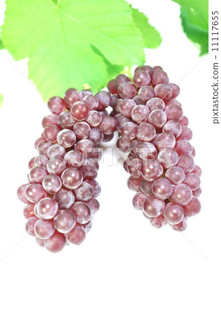 Autumn taste · grape "Delaware" branch leaves and pollen rich fruit · multiple leaves at the top and 2 actual vertical positions Autumn taste · grape "Delaware" branch leaves and pollen rich fruit · multiple leaves at the top and 2 actual vertical positions 11117655